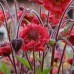 Kuklik Flames of Passion (Geum hybrida)